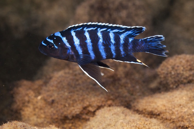 Maylandia sp. 'chinyankwazi' Chinyankwazi Island